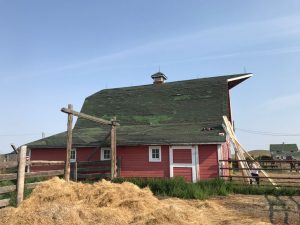 Barn house with old roof, to be replaced.